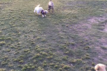 Kroll Dog Park photo 1